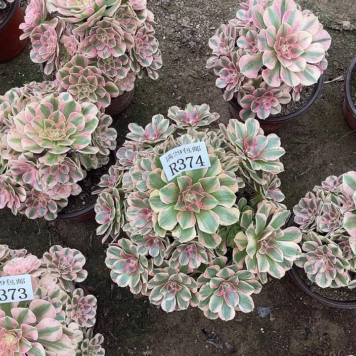 374粉女郎多肉植物