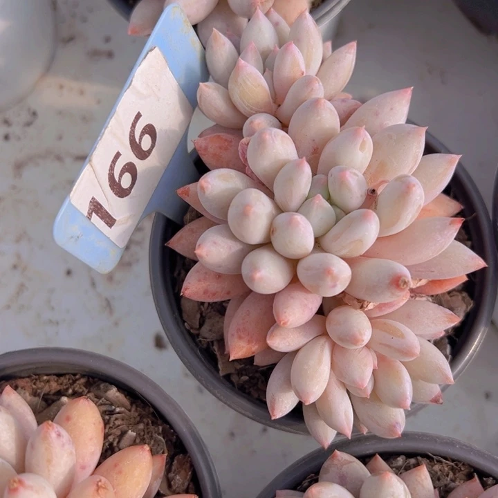 健健康康平平安安