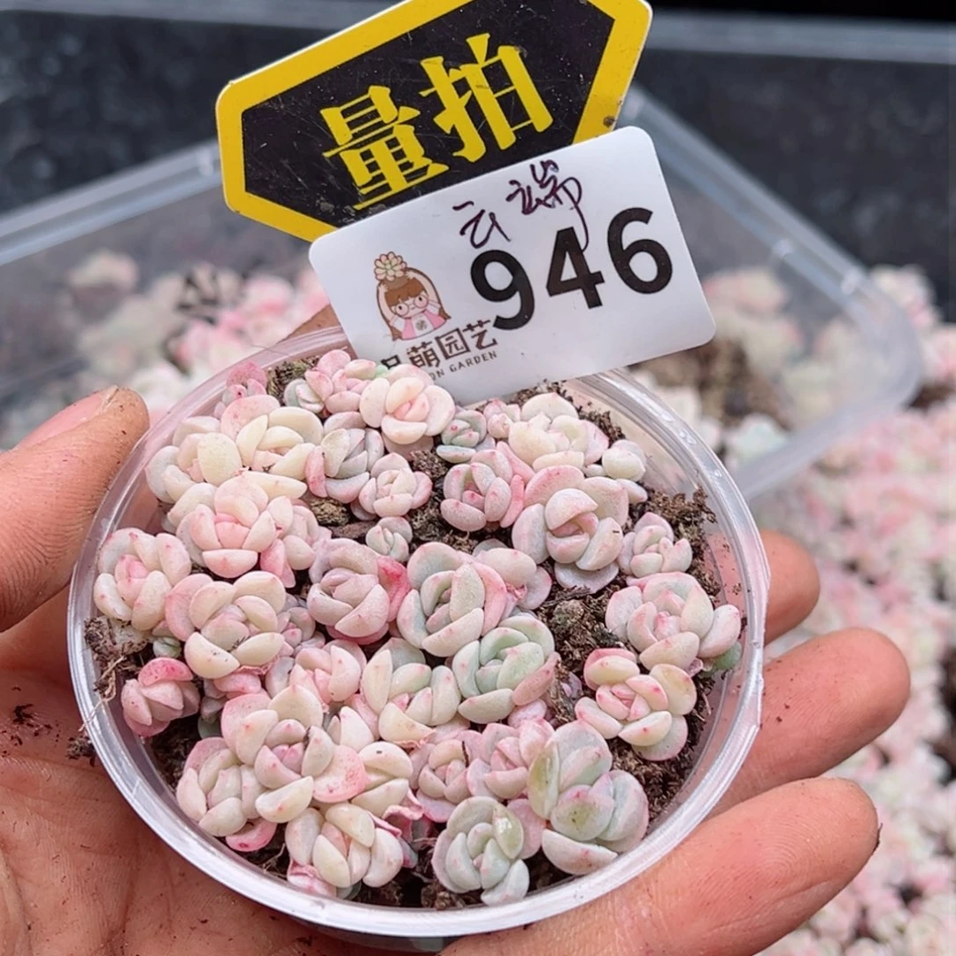 多肉植物多肉植物