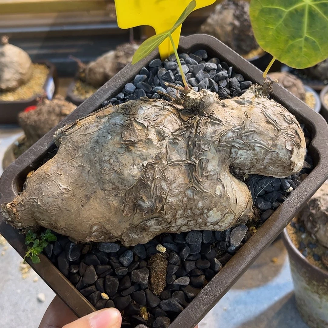 潮流植物 大河马一叶龟