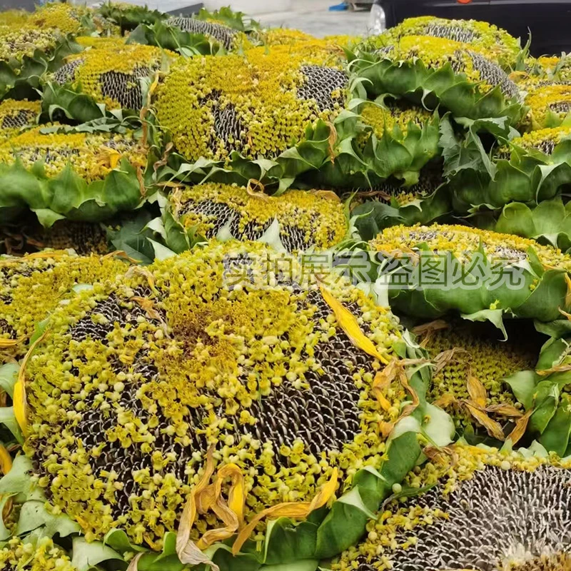 2025新鲜葵花盘带籽当天现摘向日葵生瓜子原味整朵带盘葵花籽