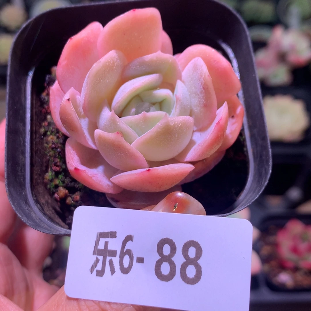 乐然 6-88 蓝色惊喜