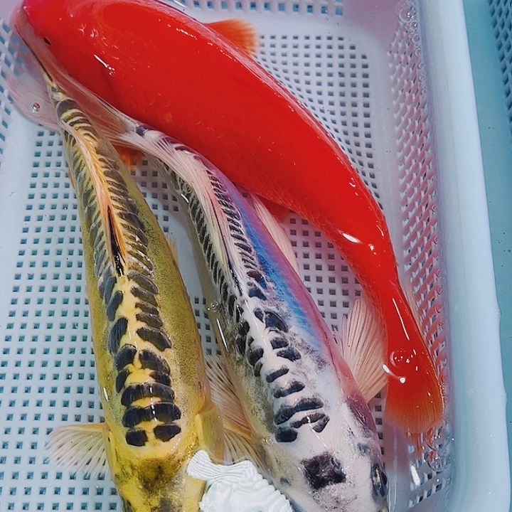 锦鲤锦鲤冷水观赏鱼