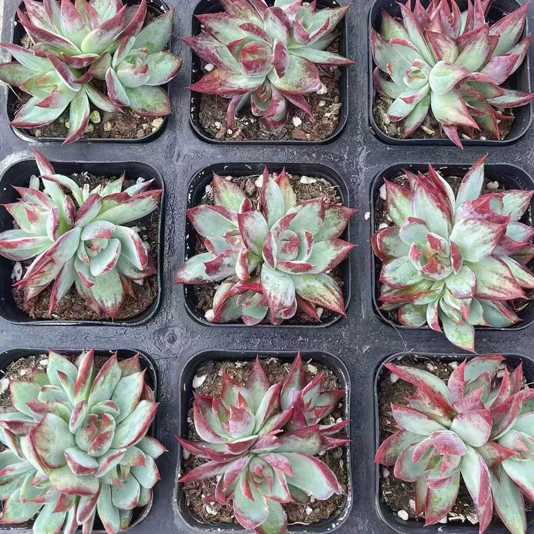 （满9.99包邮）惊鸿仙子群生猫小姐多肉