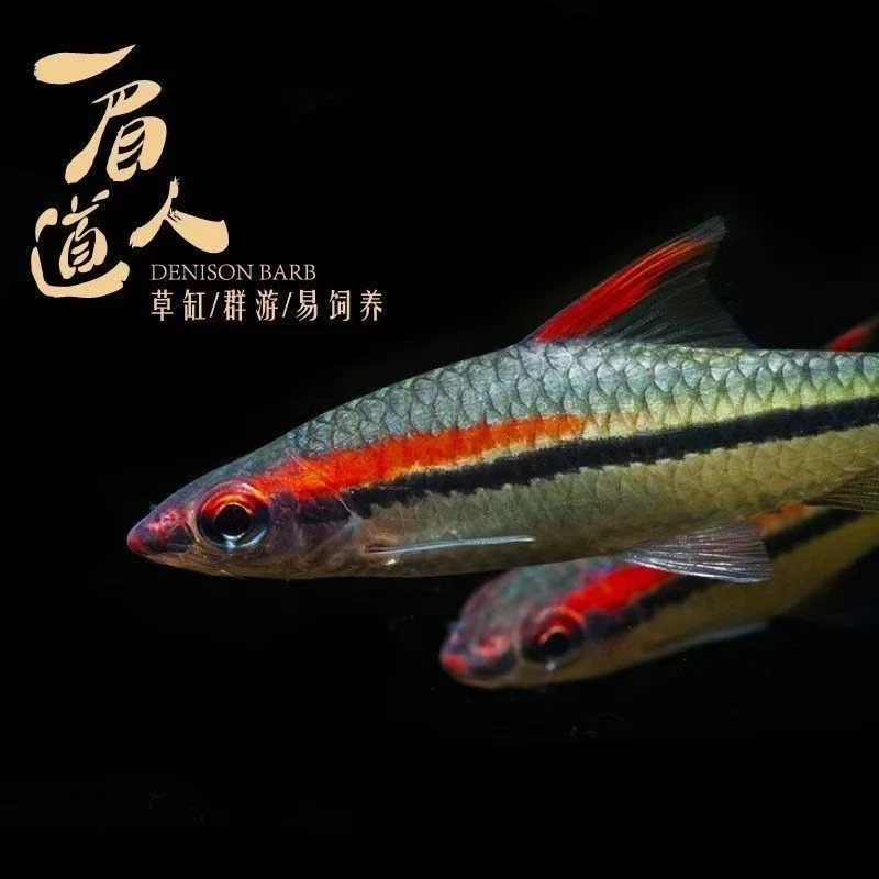 一眉道人鱼热带淡水观赏鱼群游耐活适合新手草缸混养