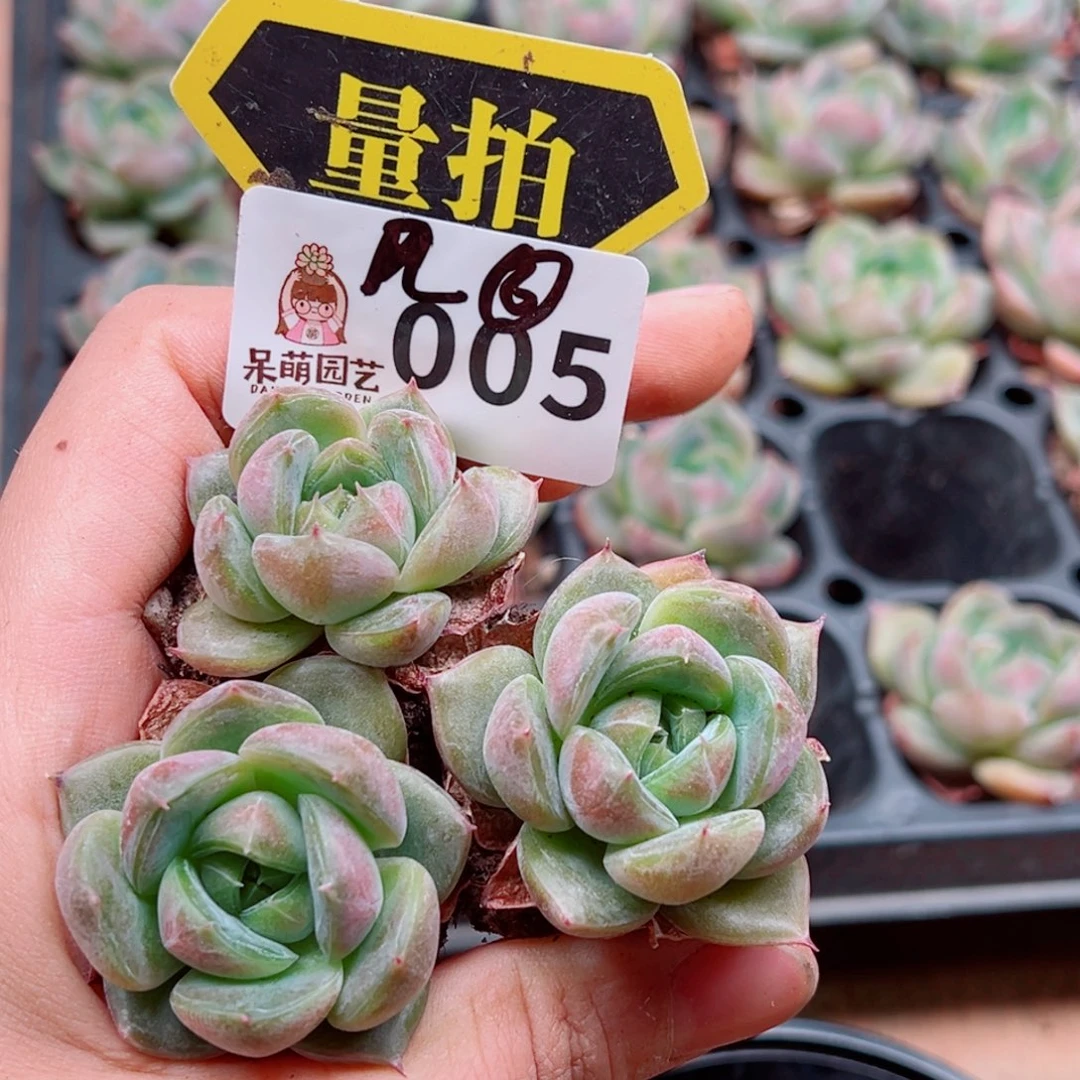 多肉植物多肉植物