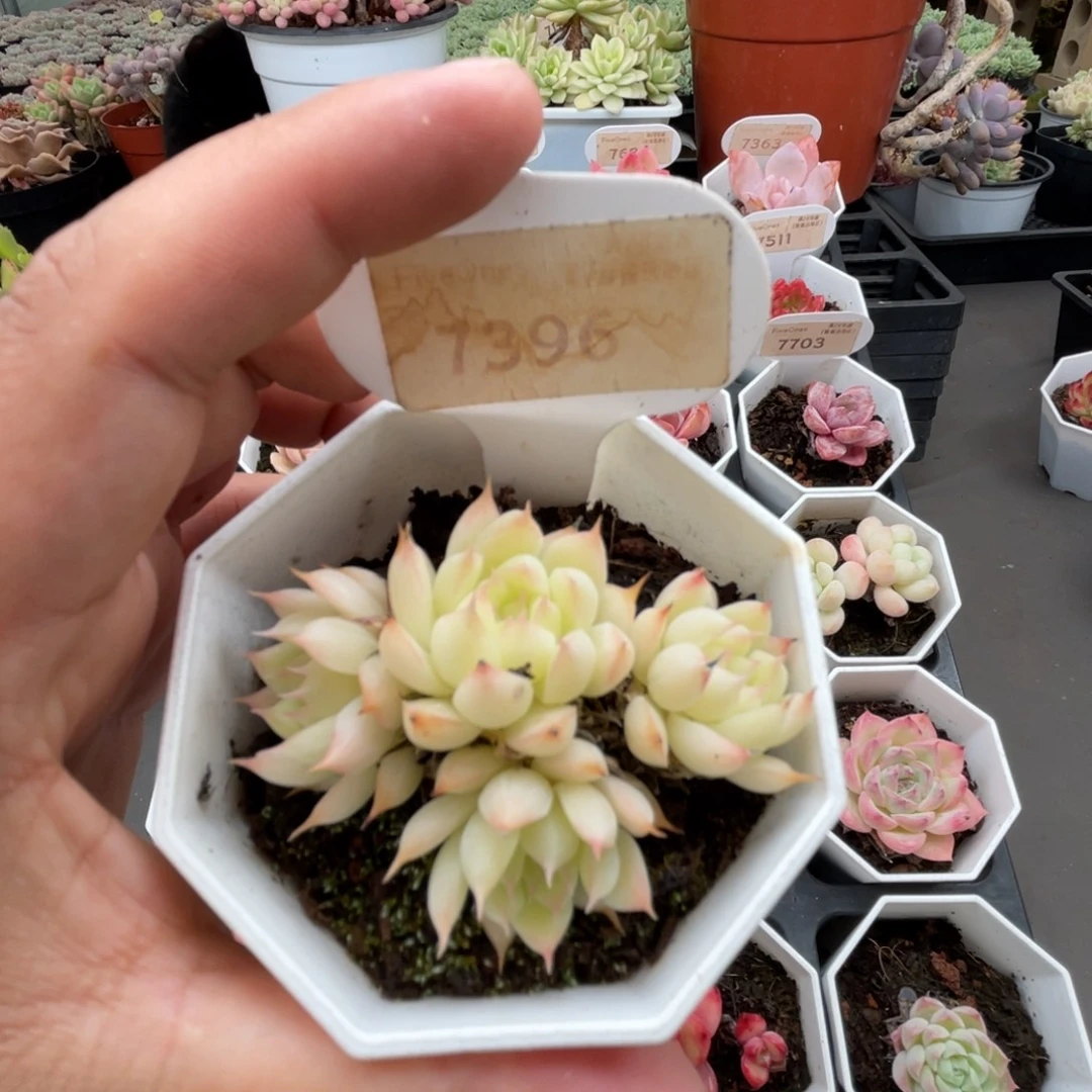 7396美尼杂 5.0厘米