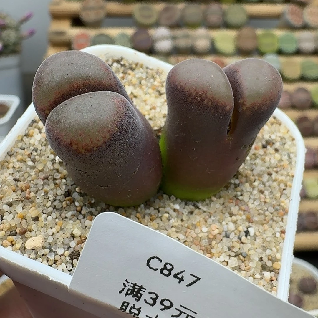 847多肉哈哈哈哈哈哈哈