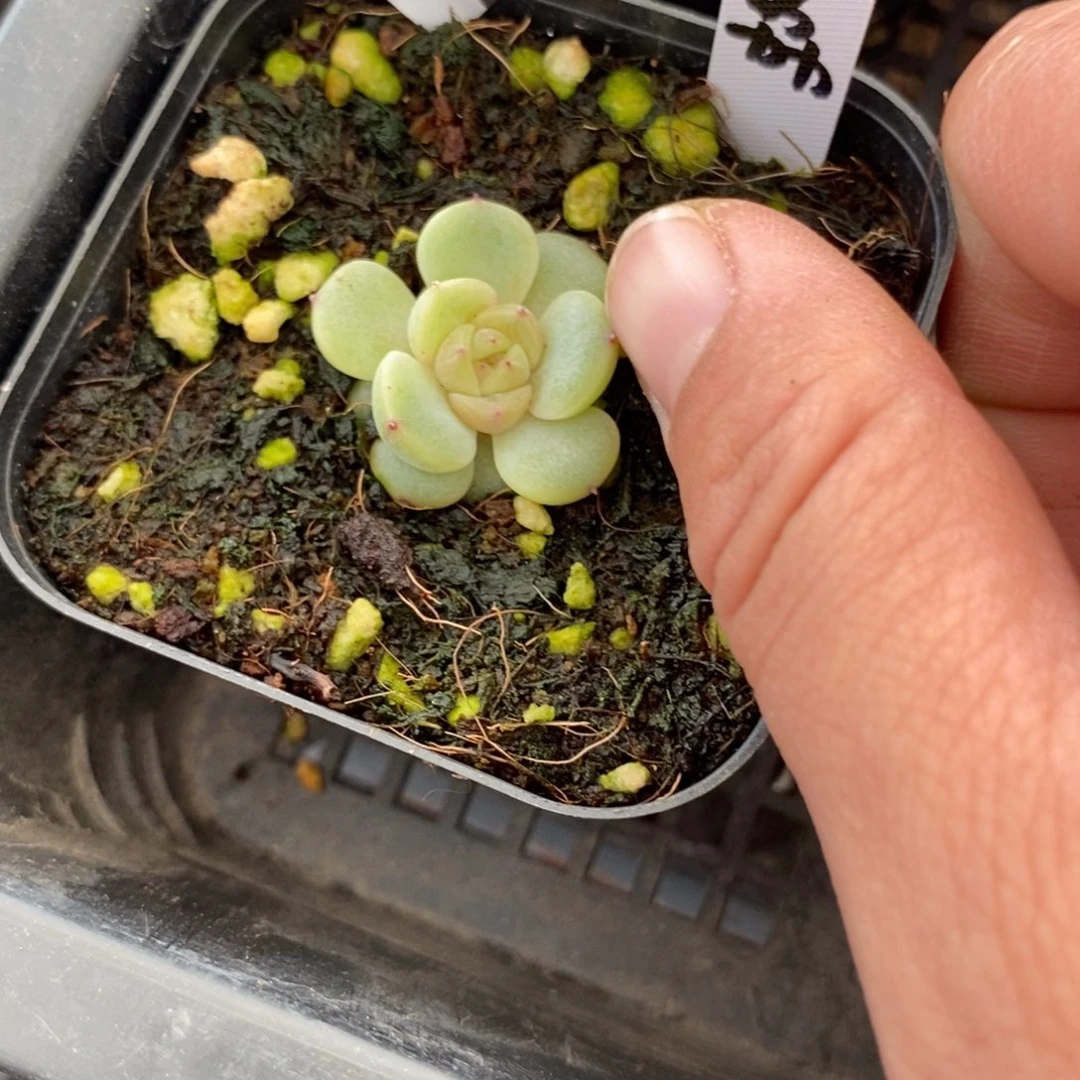 稚**鸢标签202荔枝一个多肉