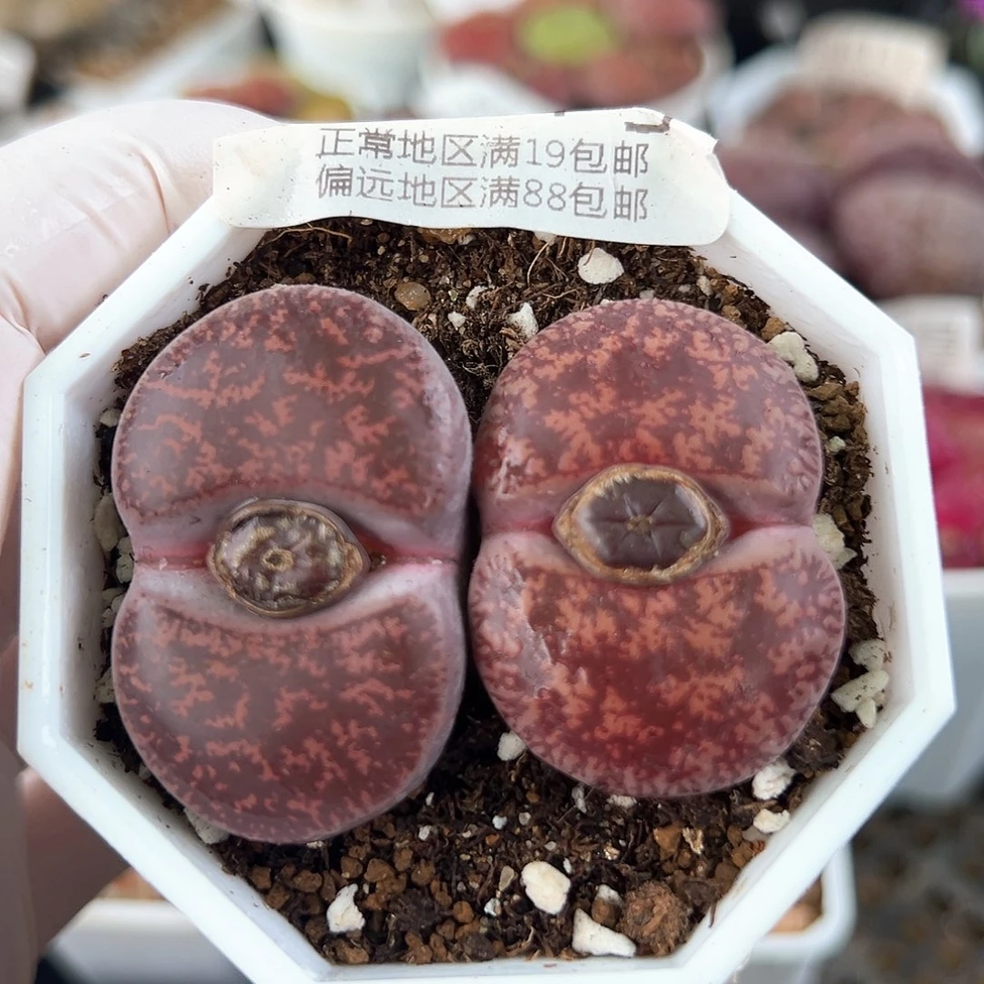 8934五年酒红两颗3.5/4cm