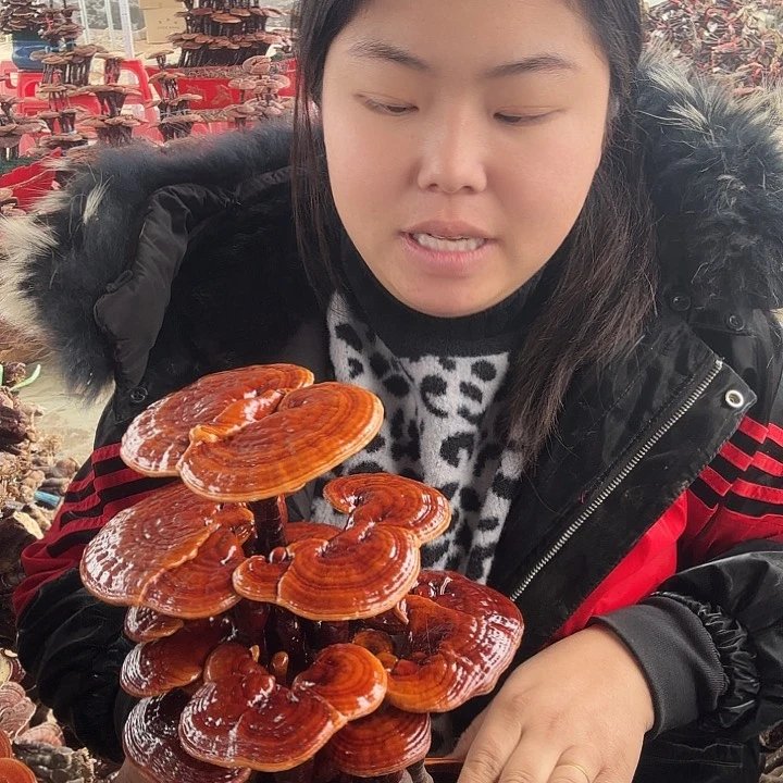 无花朵与*霏灵芝花开了吗
