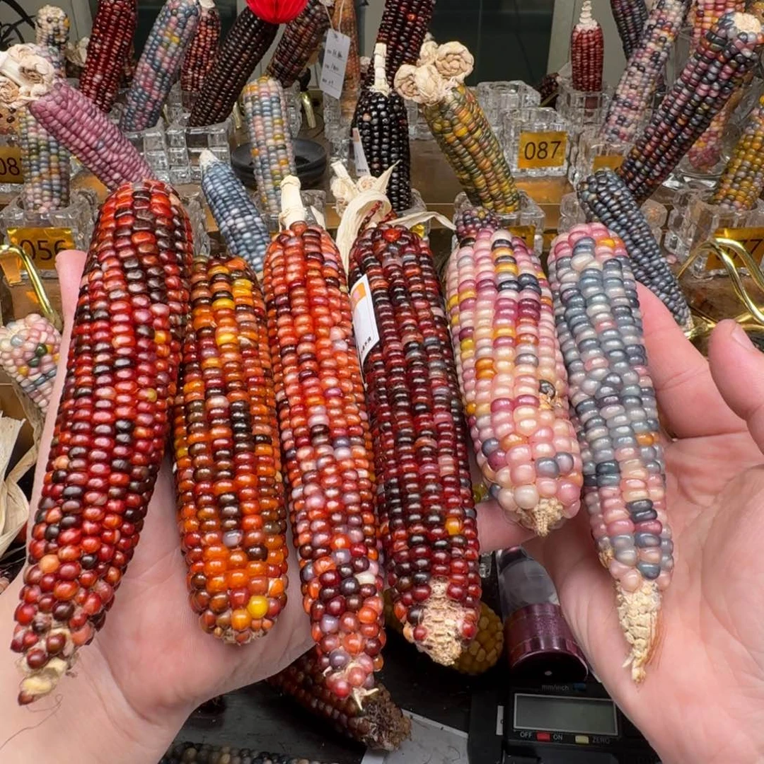 柏香籽/百香籽吊坠来****?