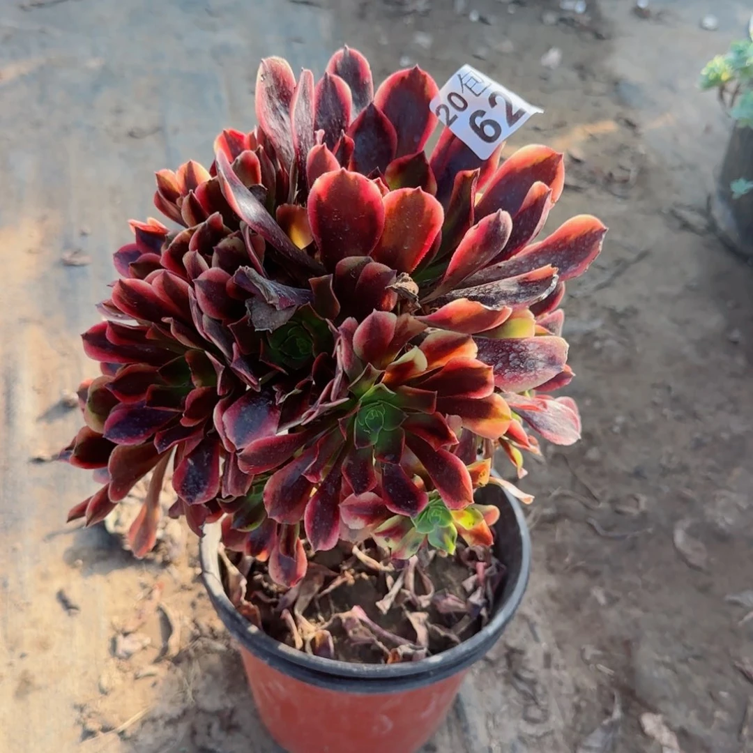 欧嘉丽622满20包邮断枝不包