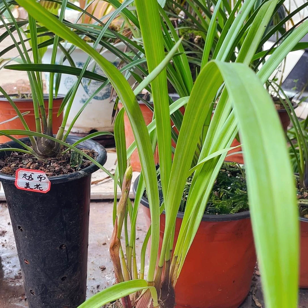 无花朵开花结果的是你爱