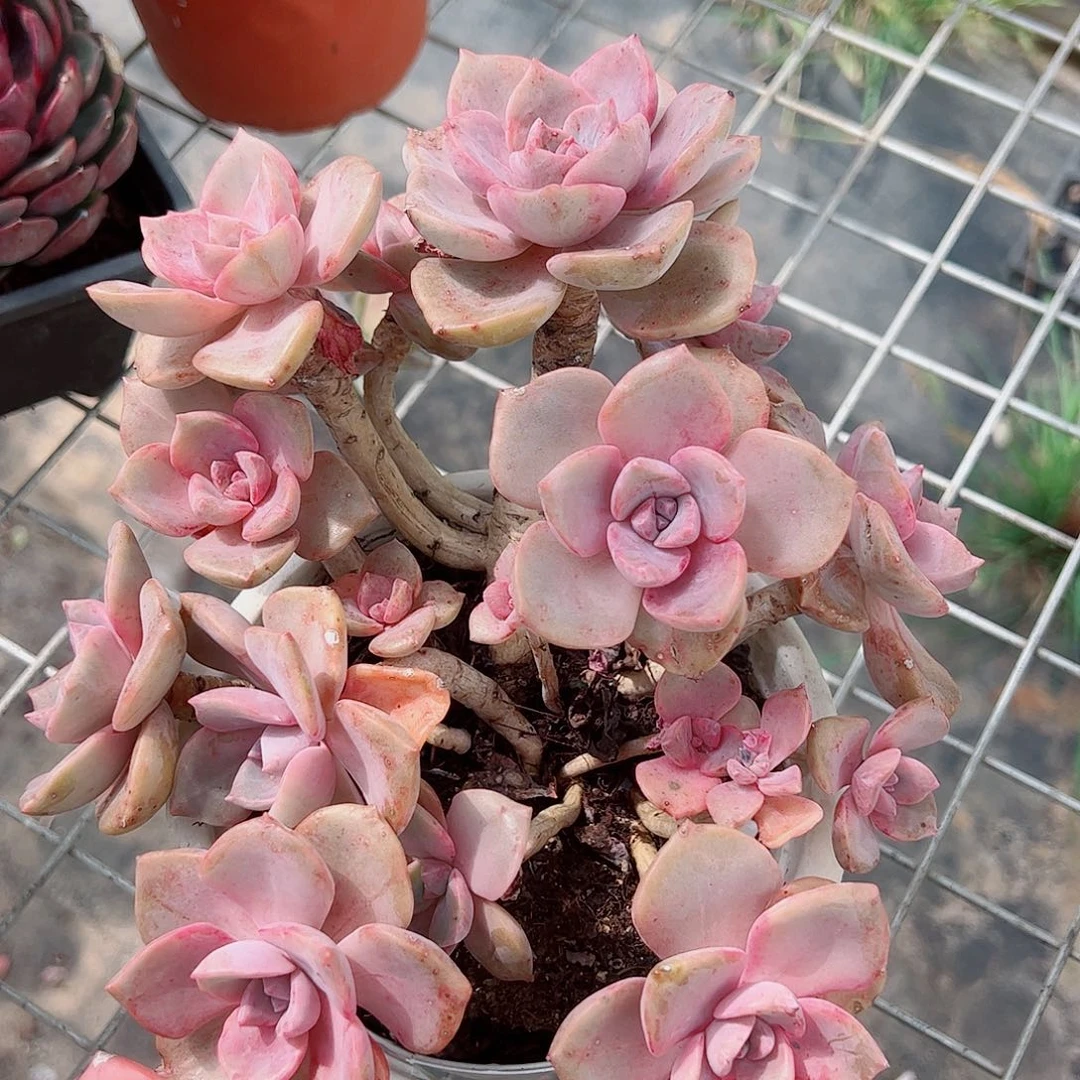 彩虹糖多头群生老桩贵货