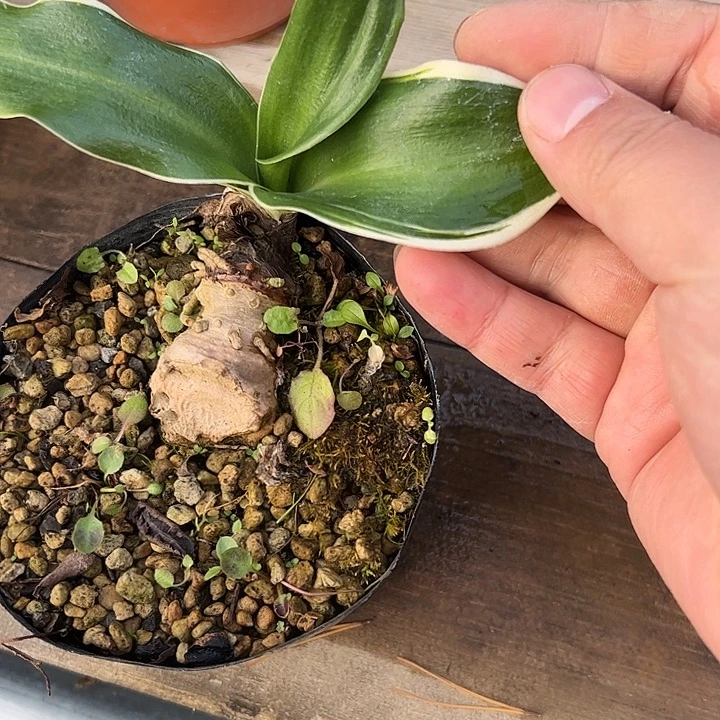 无花朵盆景不包邮