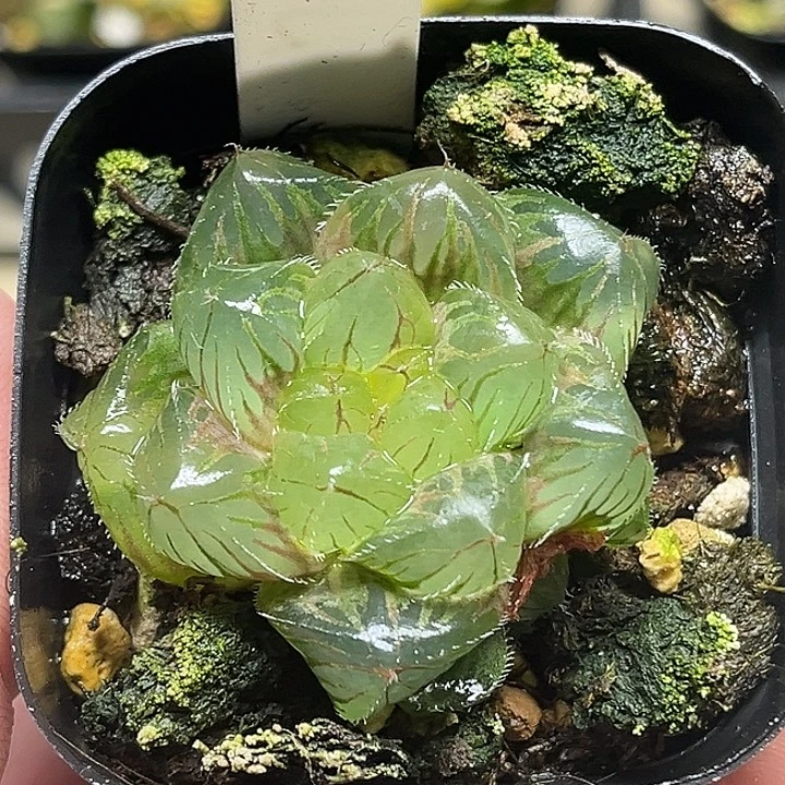 416大窗冰魄玉露锦