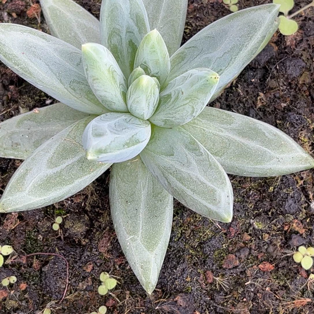 美人系优选多肉植物557