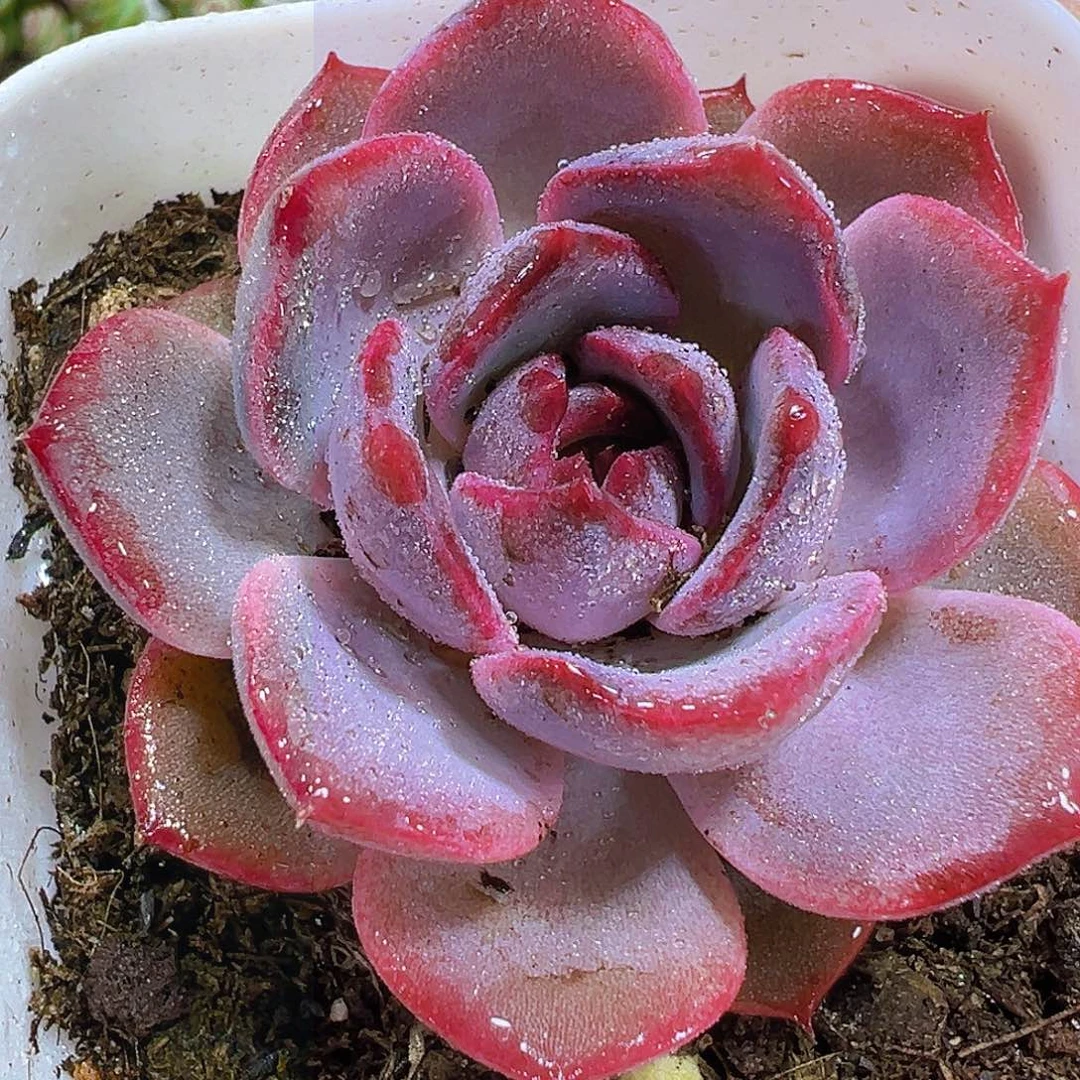 黑橙19包邮多肉植物