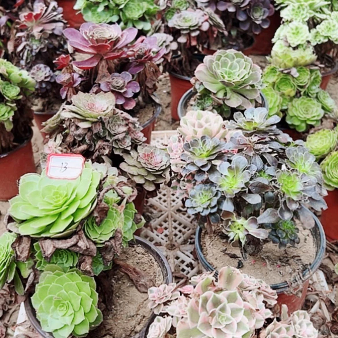 【闪购商品】无花朵13号套餐7颗多肉植物