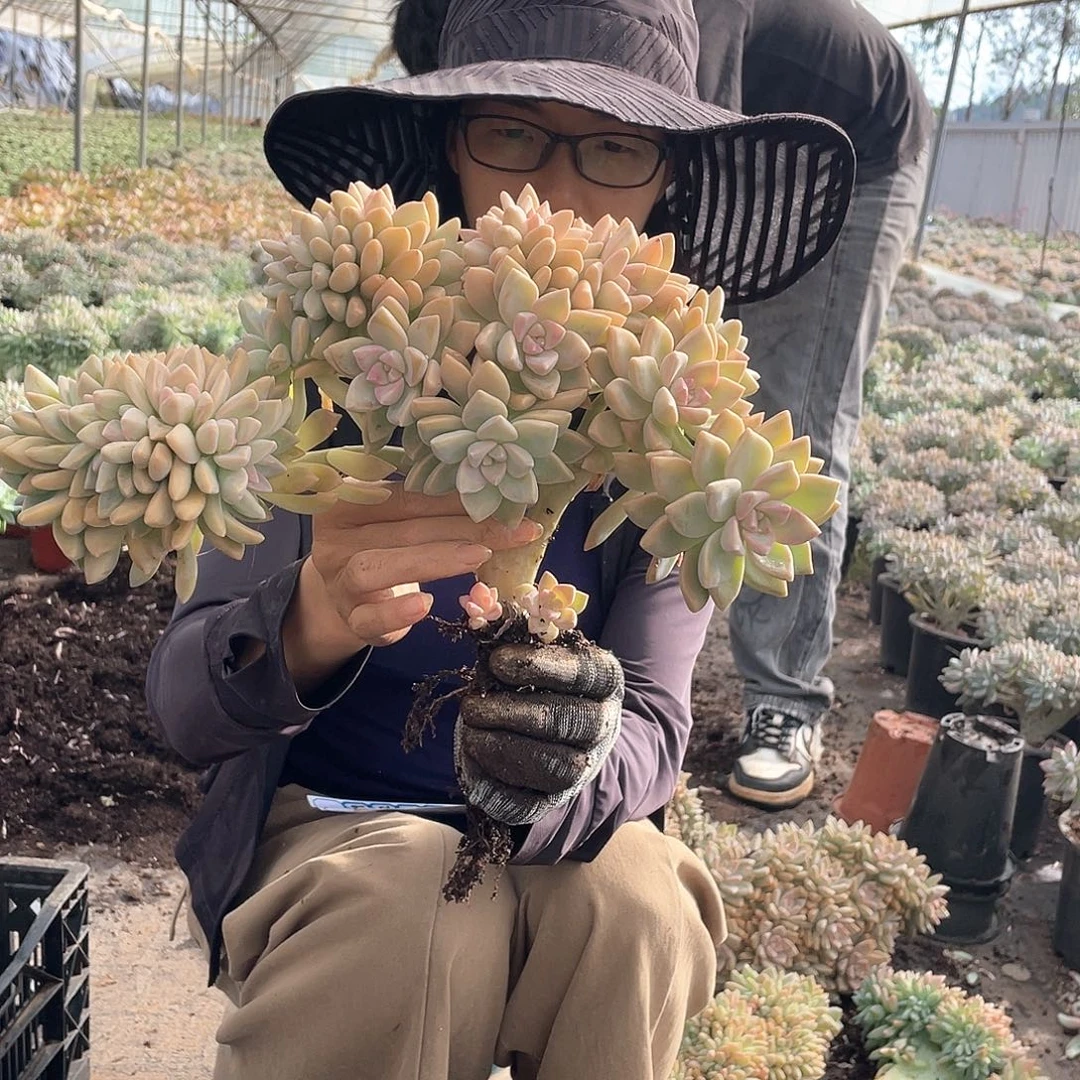 684 一物一拍淡雪缀