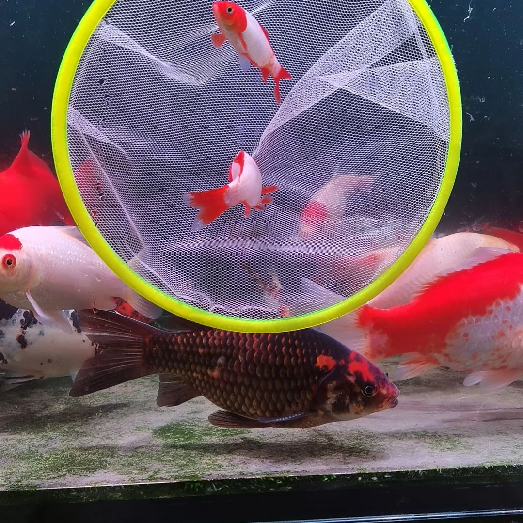 海水鱼草金十二红八公分，十一红六公分