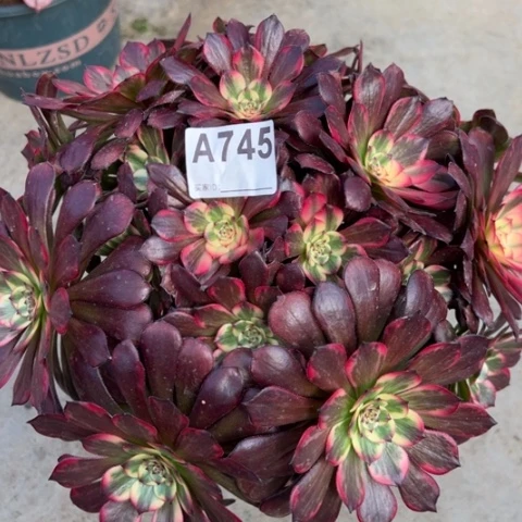 745烟花朵朵30厘米左右