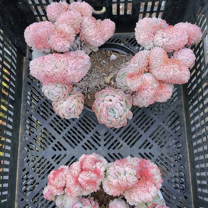 修*者一哈要回家的哦嘛们