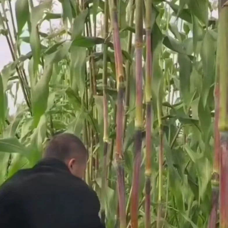 (拍2发3)黑甜杆种子新鲜甜杆种子甜杆种子