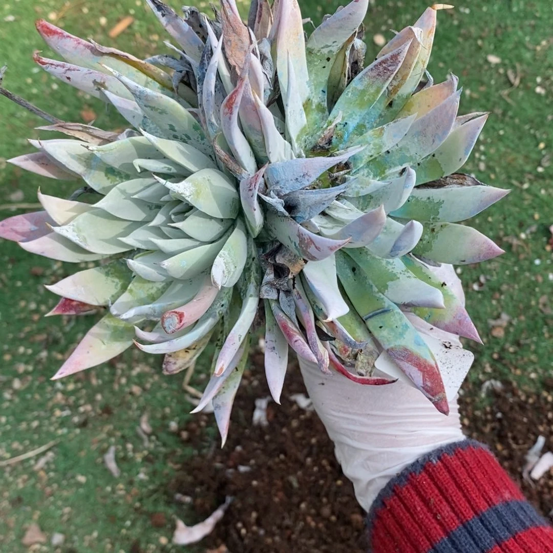 61号雪花瑕疵瑕疵