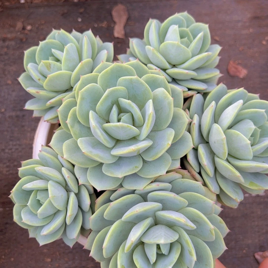 韩国恋曲六头起发