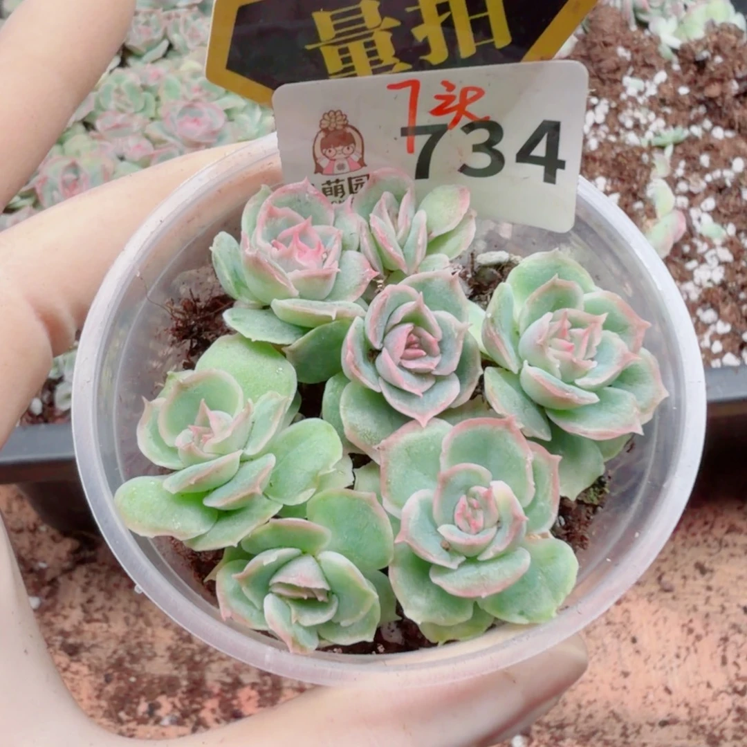 多肉植物多肉植物