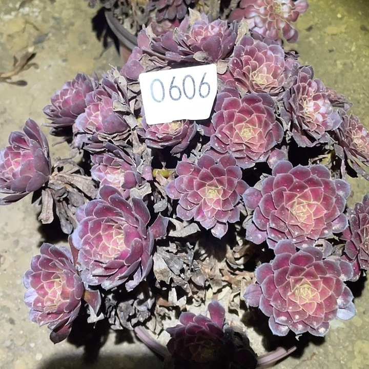 多肉植物法师606黑铜壶中班