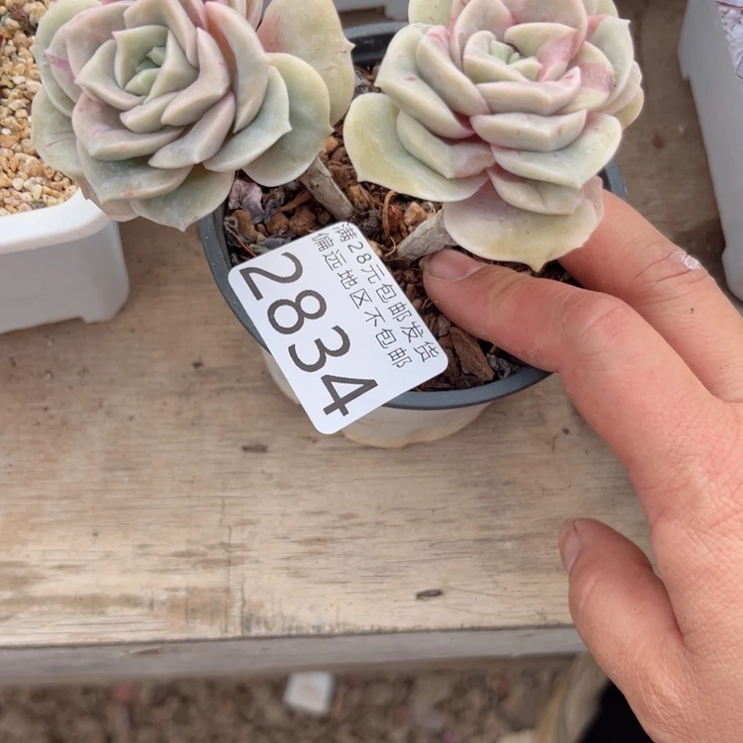 大2834/、xv xv cb n n