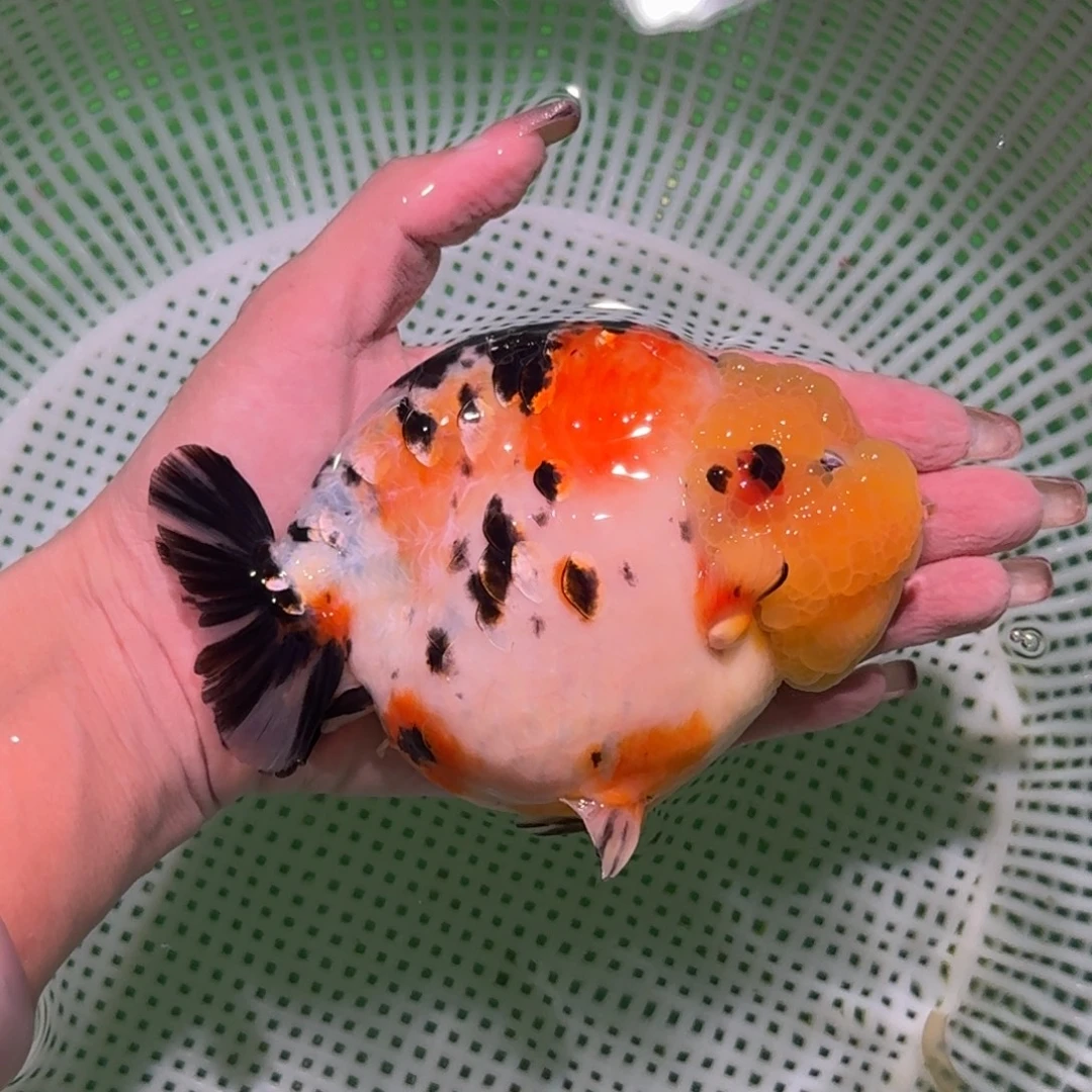 龙睛金鱼种鱼兰寿兰寿