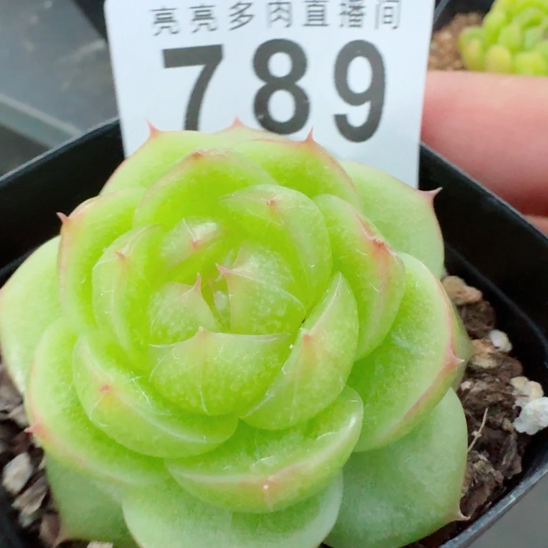 灵耀珍妮            精美多肉植物