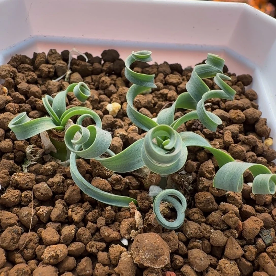 贵妃弹簧草257 仙人球