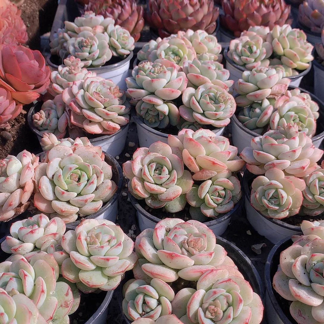 香草碧斯3456788990000