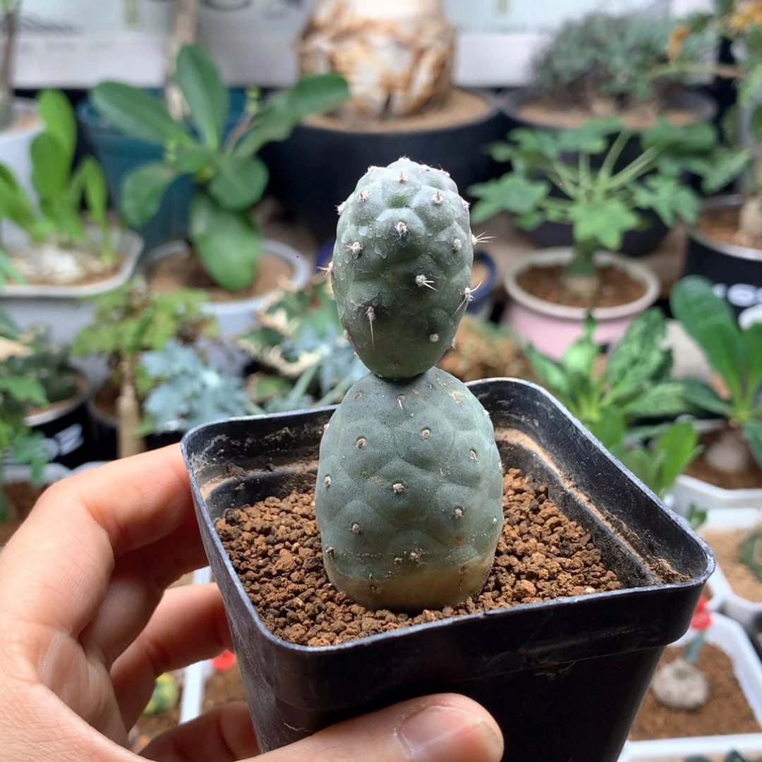 自根习志野仙人球多肉带盆