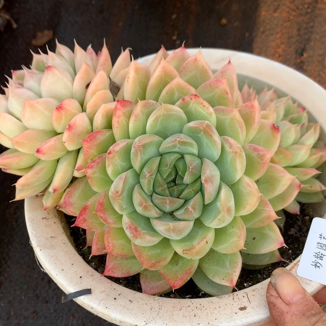 5213杂交精品基地15厘米