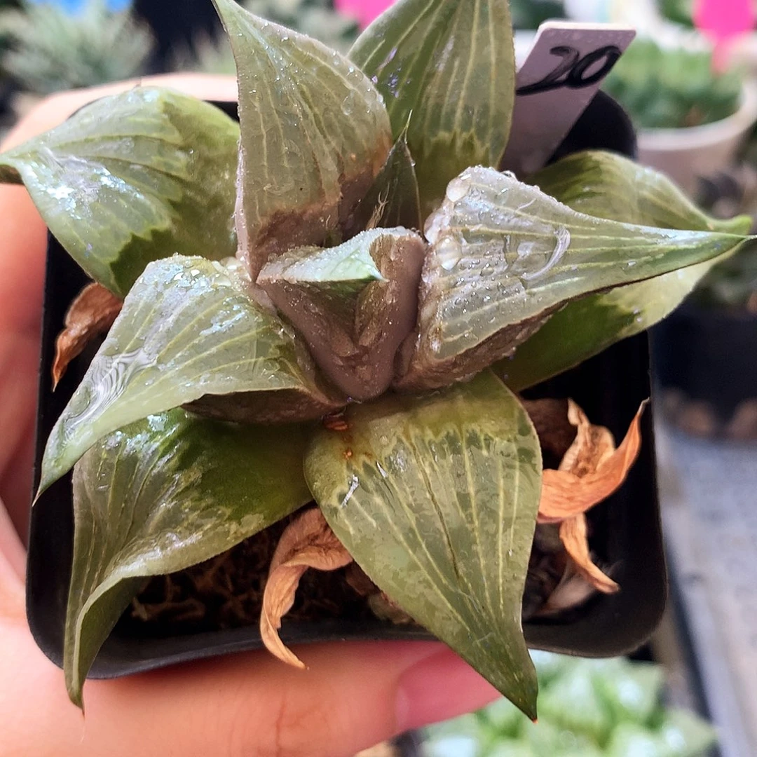 20号，一物一拍，带盆带土