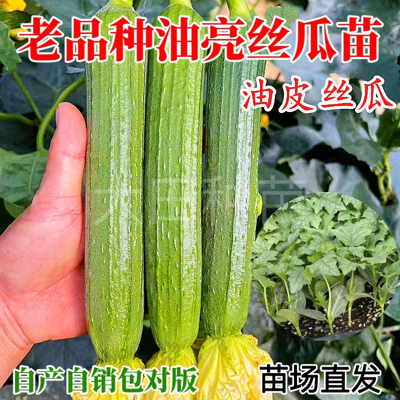 油皮丝瓜种苗老品种油亮丝瓜苗短棒肉丝瓜香丝瓜油亮翠绿种苗秧苗