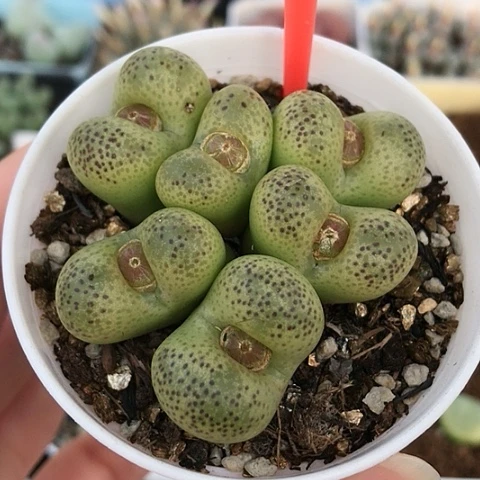 多肉肉锥 吕氏黄樱桃