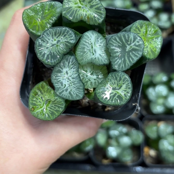 母本翡翠龙万象多肉植物