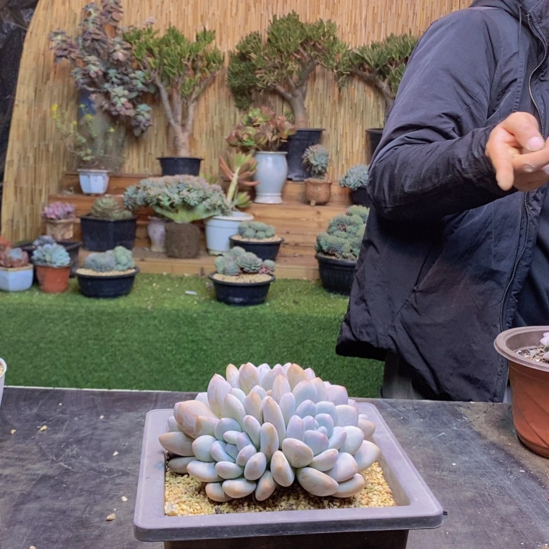 逐*影135号香水群生多肉