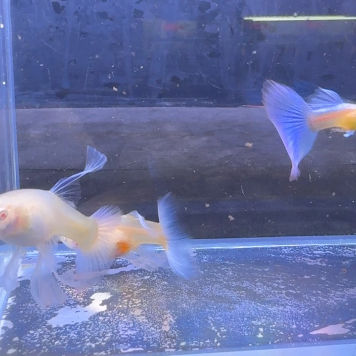 蓝白大C绣球两对包邮顺丰