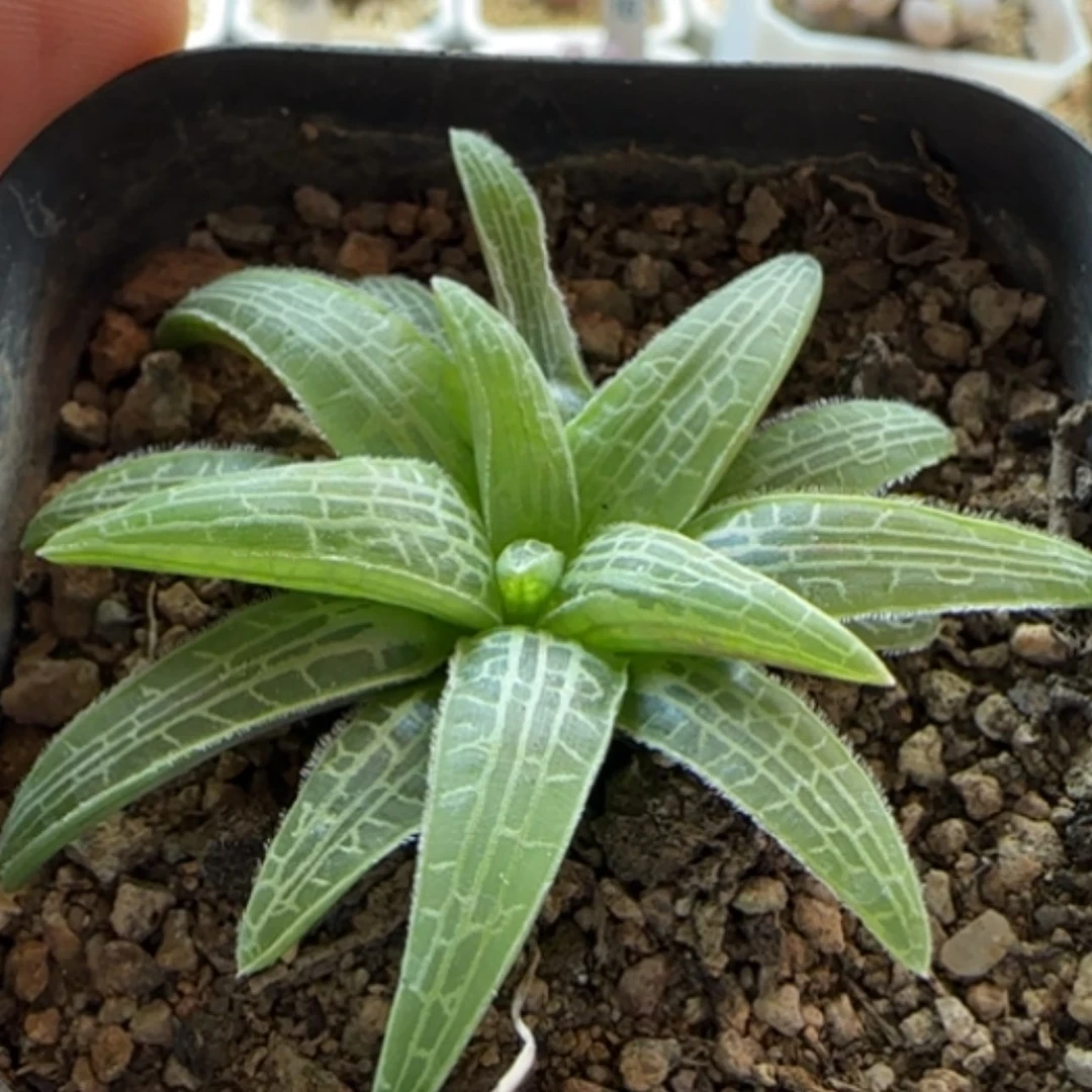 【闪购商品】0222当天28包邮非偏远