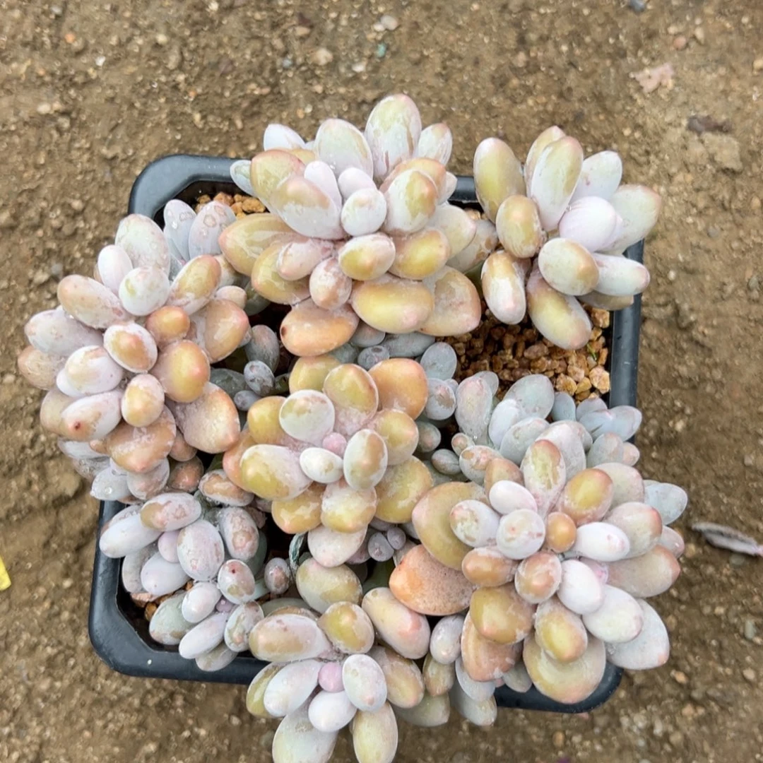 蛋黄奶11111111111111111111