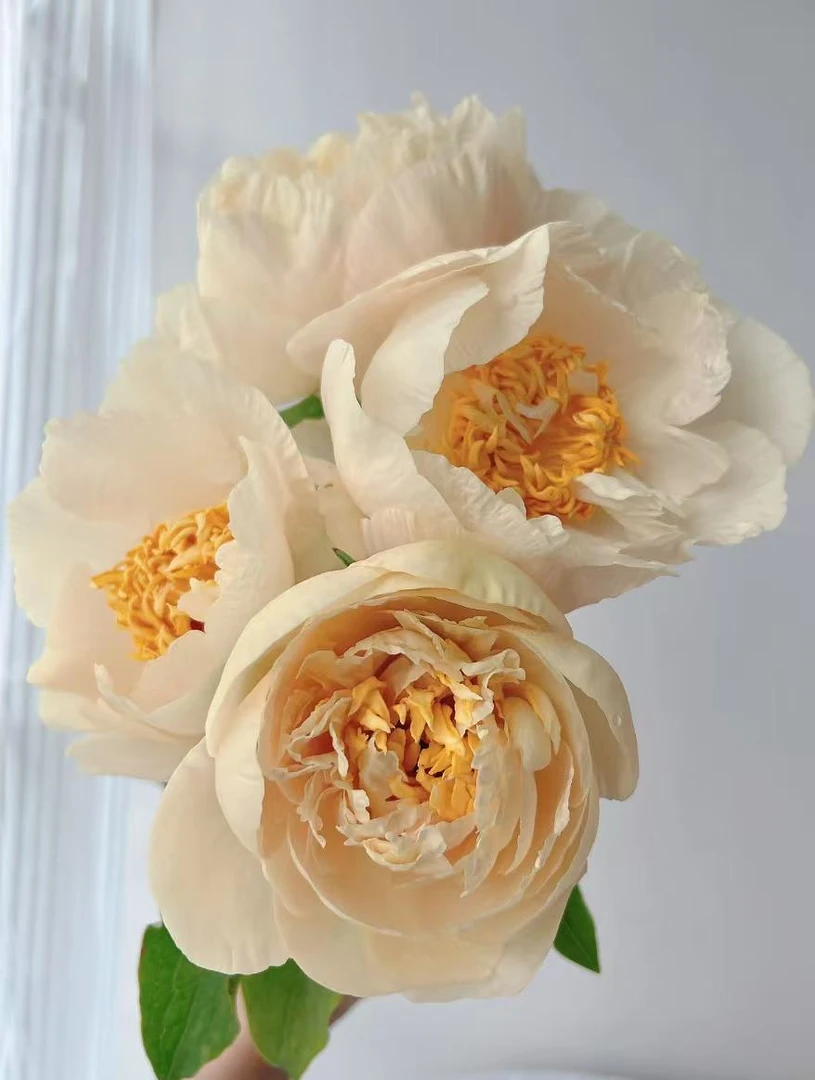 【现货名品芍药阳光女孩】花神芍药客厅日常养花质感高级氛围感鲜花