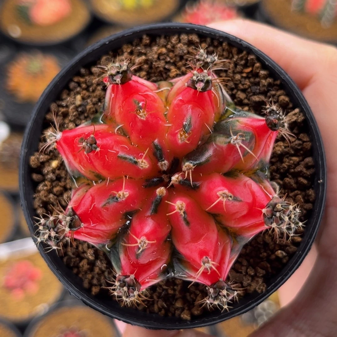 樱花水晶 米哈仙人球